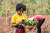 Afrique : vulgariser les TIC peut accroître la production agricole de 20 % en 5 ans