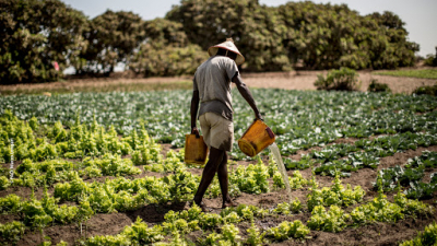 Sénégal : Afrikamart, une place de marché pour les produits frais