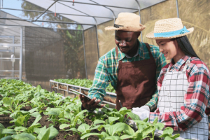 L’accélérateur d&#039;innovation africain IMPACT Lab a lancé la 2e édition de son programme Launchpad Agritech