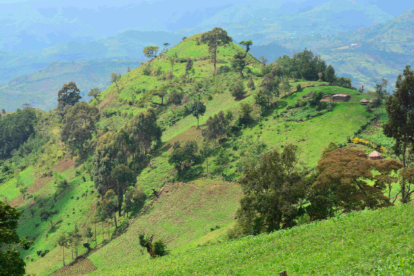 Kenya: AstraZeneca Unveils AI-Monitored Initiative to Plant 6mln Trees